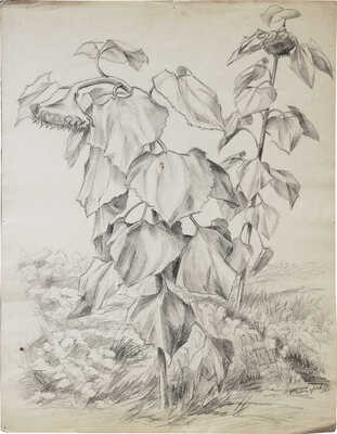 Чеботарёв Константин Константинович. Подсолнухи 